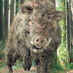 지리산 멧돼지 , 몽골 독수리 그리고 삼남매