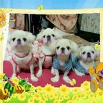 페키가족<b>365일</b>시중드는 네삷ㅜㅜ