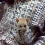 새끼고양이 키우게 된 썰 마지막