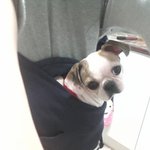 멍판)))불독 닮은 시<b>츄</b> 봉이 (스압有)