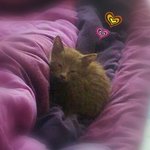 우리집 개냥이 <b>복</b><b>순</b>이예요~^^