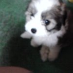 저희집강아지<b>여치</b>를소개합니다^^