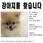 종로에서 강아지를 찾습니다