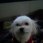 3마리 개들과의 일상