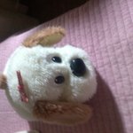 우리집 <b>개님</b>은 어때