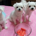 내시끼들 자랑하러 왔쪄요~~