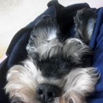 우리집멍뭉이한테편지썼어요!