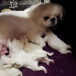 페키가족365시<b>중드</b>는 네삷ㅜ ㅜ2탄