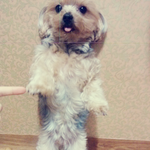 저희 <b>강아지</b>가 왜<b>이</b>럴까요ㅠㅠ