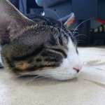 <b>울산</b> 정광사주변 고양이를 찾습니다
