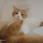 유봉이네 고양이들이 젤 싫어하는 것!!(유봉이네판)