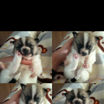 [이뿐이 <b>발바리</b>씌]땡칠이 일과3