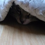 우리집 냥이들과 미팅!!ㅋㅋㅋ