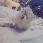 일베오유 대응않하는게 <b>상책</b>입니다