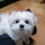 <b>울</b> <b>애기</b> 기엽죠?ㅎ