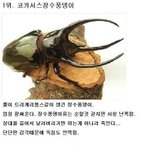 최강 곤충<b>서열</b>순위