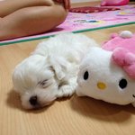 <b>눈</b>에 넣어도 안아픈 <b>내</b>새끼