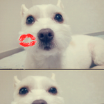 <b>뽀삐</b>사진
