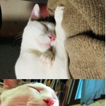 고양이 미용 사고!! 너무 화가 납니다!!