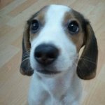 우리집 비글 <b>미료</b> 군이 2.