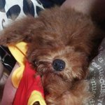 우리집 훈남 아롱이!