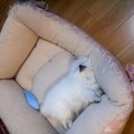 또왔어요두번왔어요계속올게요우리테리랑ㅇ.<