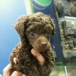 토이푸들 <b>연탄</b>이를 소개합니다