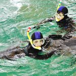제주도 여행 중 돌고래랑 수영하기 !