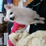 <b>포메</b>5개월이지났는데털이안자라요..