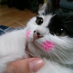 길냥이 건이와의 동거생활