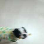 못난이들 소개 프불/<b>보테</b>