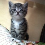 (냥판)우리집 미남이의역변 ㅠ.ㅠ