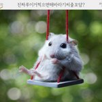 <b>해바라기</b>씨 줄꺼야?,jpg
