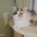 유봉이네 고양이 털관리(유봉이네판)