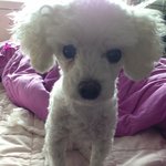 <b>울집</b> 귀염둥이 오공이를 소개해요^^*