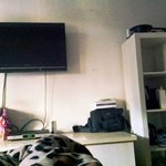 [냥판] 똥고양이 vs 친구고양이<사진이 좀 많음 >