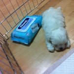 눈에 넣어도 안아픈 내새끼3