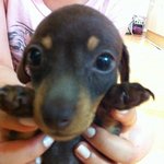 우리집 애교쟁이 김초코를 소개합니다♪