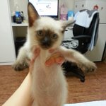 저희집 똘이에요~