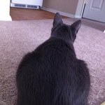 <b>턱시도</b> 입은 고양이 콘을 소개합니다.