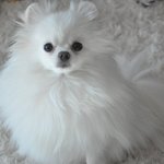 포메계의 김태희 띵<b>똥</b>이 왔어요~^^