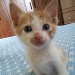 [냥판] 강아지 같은 고양이 달이.