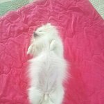 <b>만사</b>가 귀찮은 다솜할머니의 시체놀이 ㅎㅎ