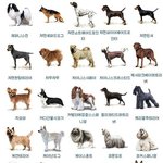 사진有노윤호)강아지 뭐키울까 추천좀