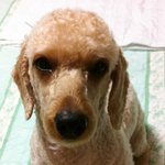 저희집 초미견푸들 콩심이 소개해드릴게요! (사진 엄청많음 주의)