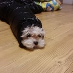 <b>말썽</b>꾸러기지만 이뿐 우리 하늘이 2