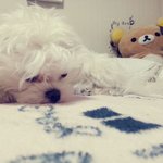✖✖✖<b>치명적</b>인 매력의 수지강아지 데이먼✖✖✖