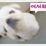 페키니즈 순심이에요~