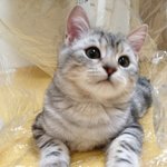 저희집 먹보 <b>낭</b>낭이를 소개합니다