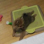 사진有)뭉치는 뭉뭉뭉뭉하고울지요